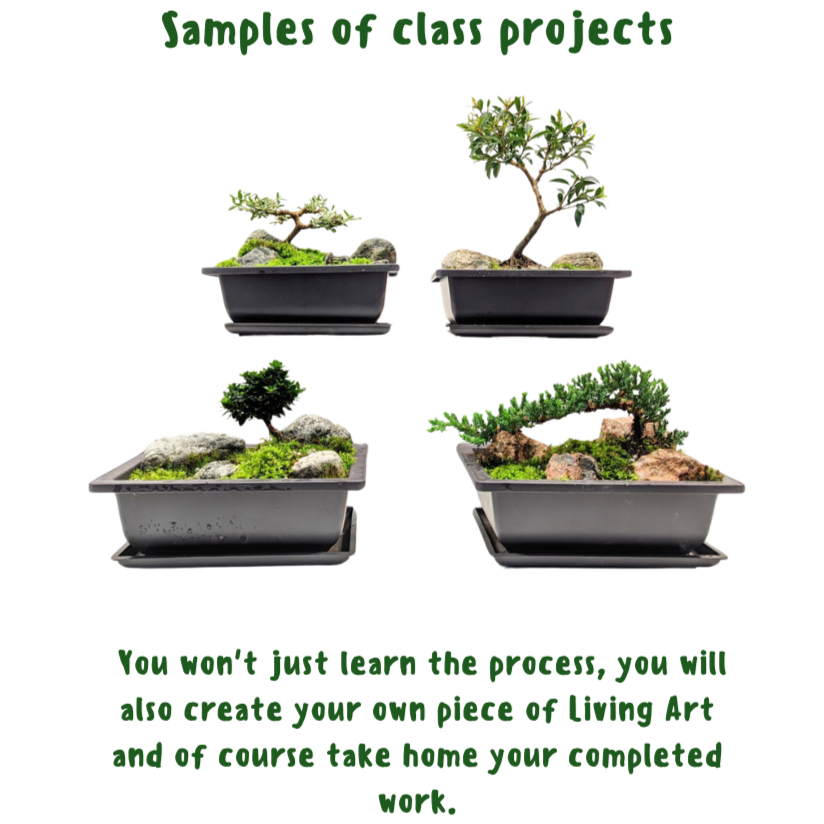 natara bonsai L'ETERNEL main image 0